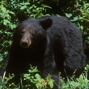 Meet your Posher, Allen